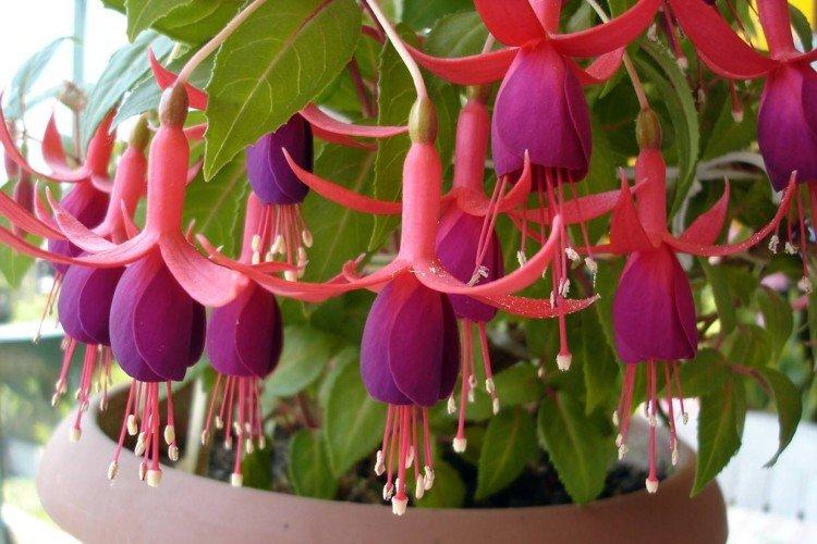 Самые красивые комнатные цветы: фото и названия (каталог)