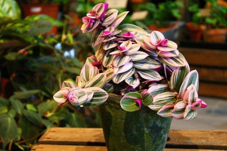 Традесканция