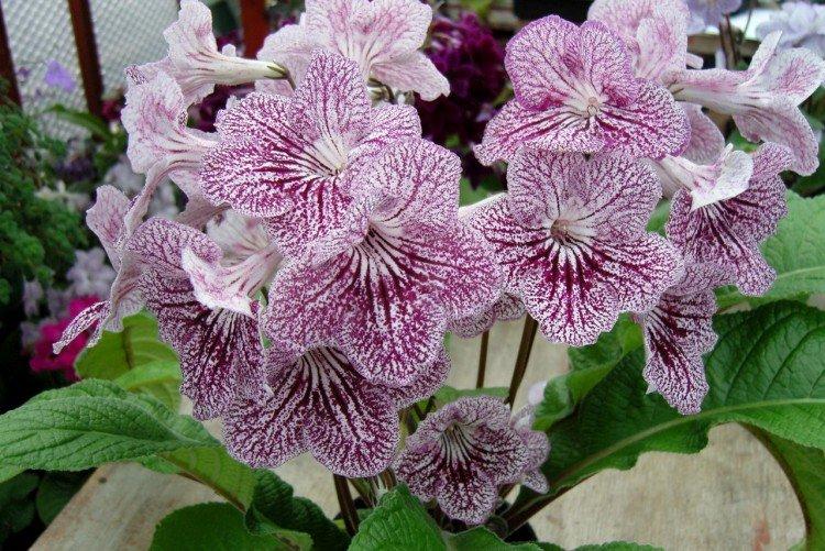 Стрептокарпус