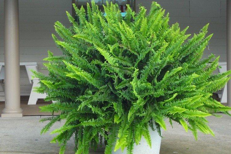 Нефролепис