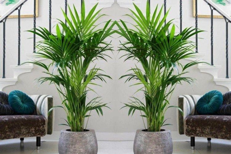Комнатные пальмы: фото и названия (каталог)