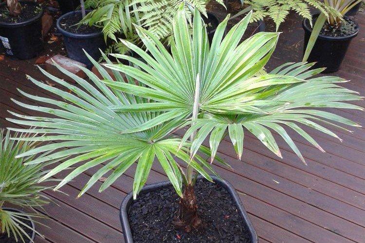 Трахикарпус