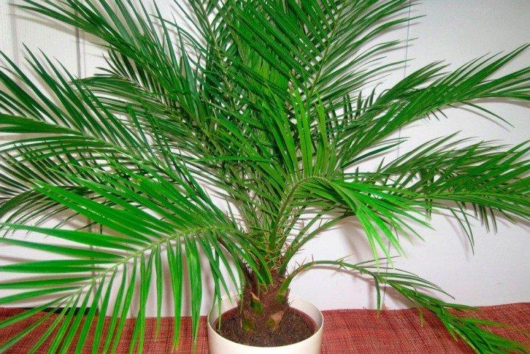 Финик Робелена