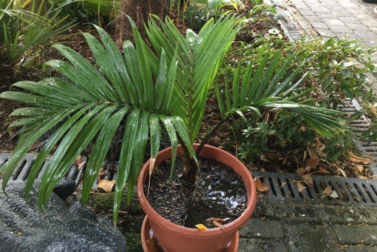 Ропалостилис