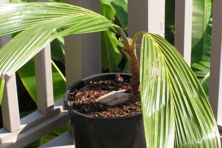 Криозофила