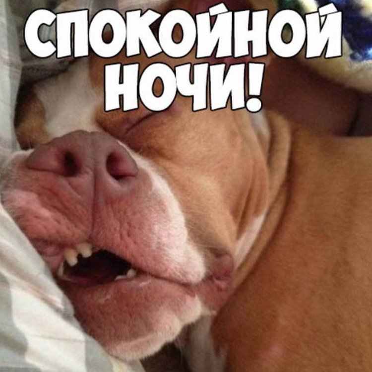Самые прикольные картинки «Спокойной ночи»
