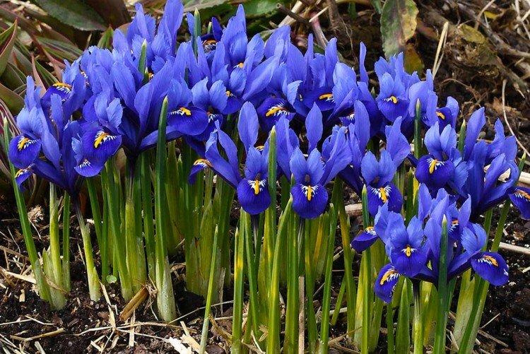 Иридодиктиум