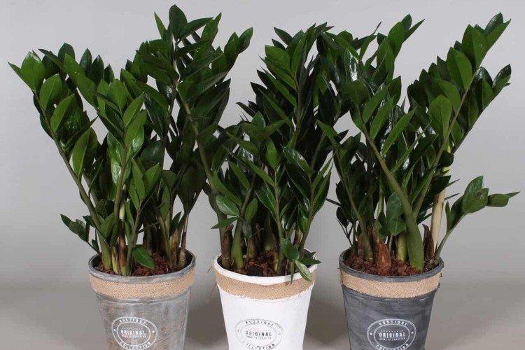 Замиокулькас