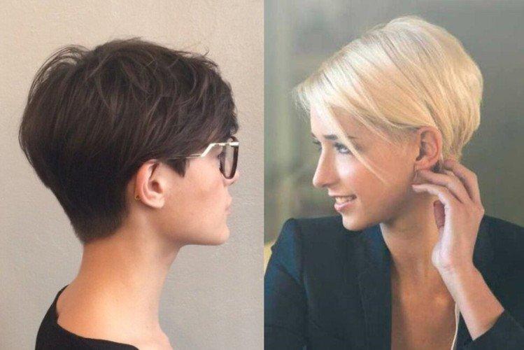 Пикси-боб без челки