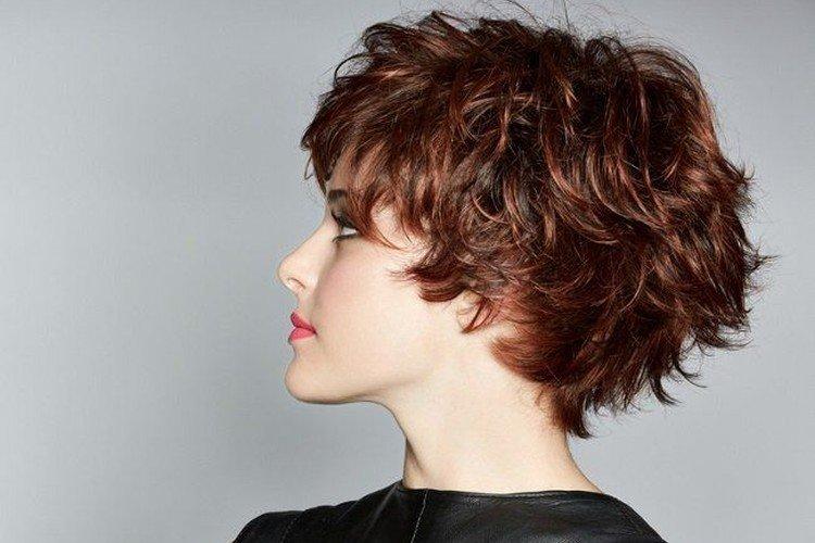 Пикси-боб на кудряшках