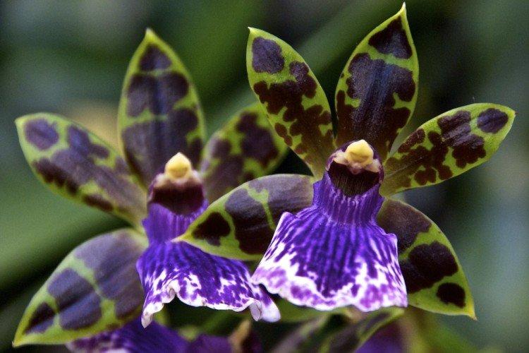 Зигопеталум