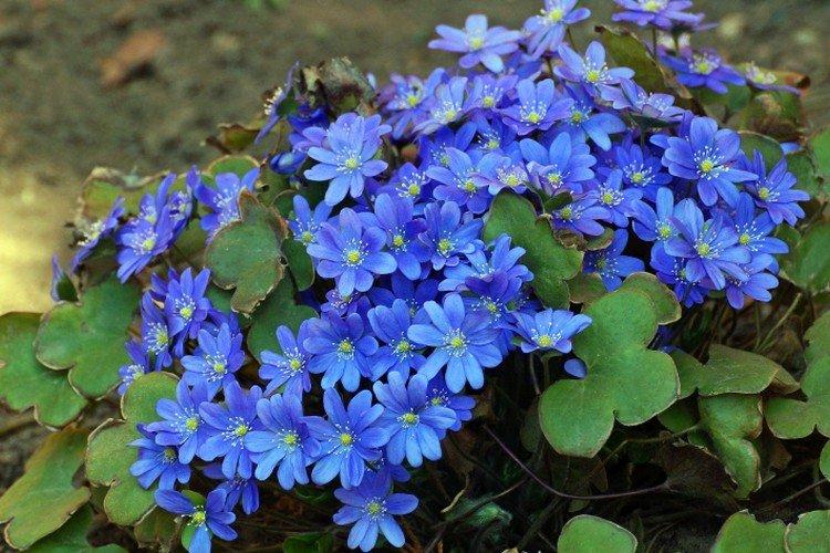 Печеночница