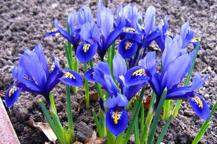 Иридодиктиум