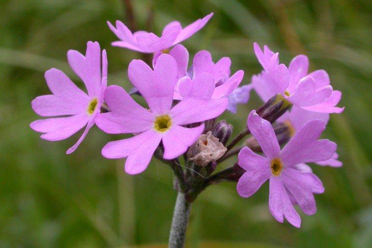 Первоцвет длиннострелочный