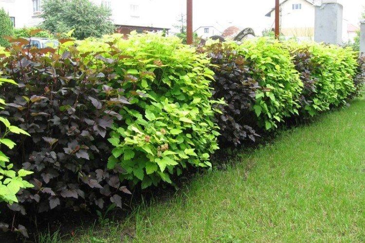 Пузыреплодник