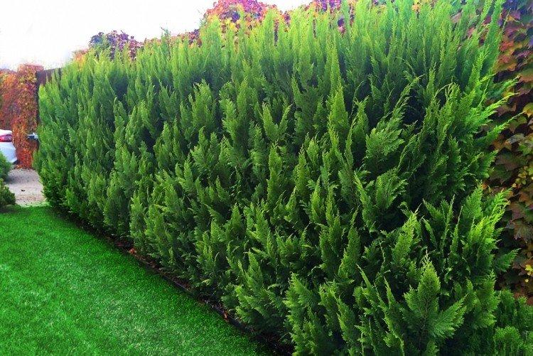 Кипарисовик Лавсона