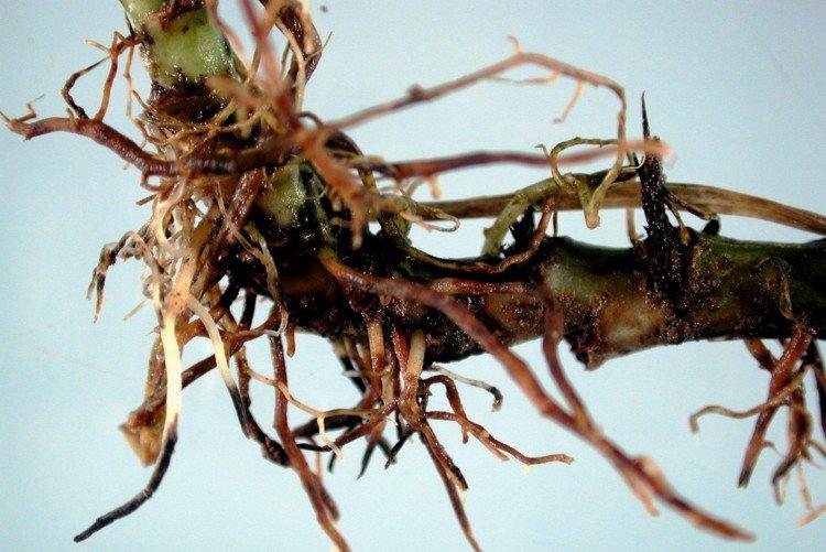 Корневая гниль