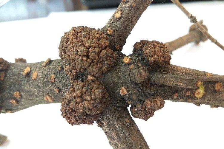 Бактериальный рак