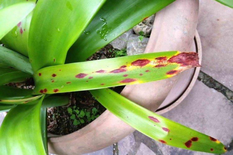 Красный ожог