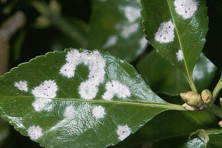 Мучнистая роса