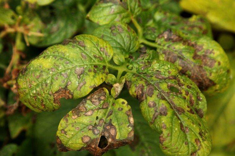 Фитофтороз