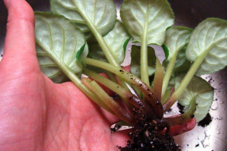 Черная ножка