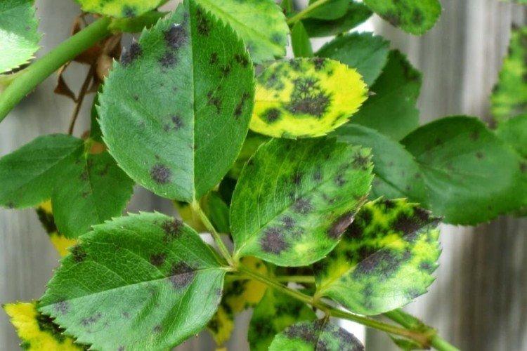 Пятнистость листьев