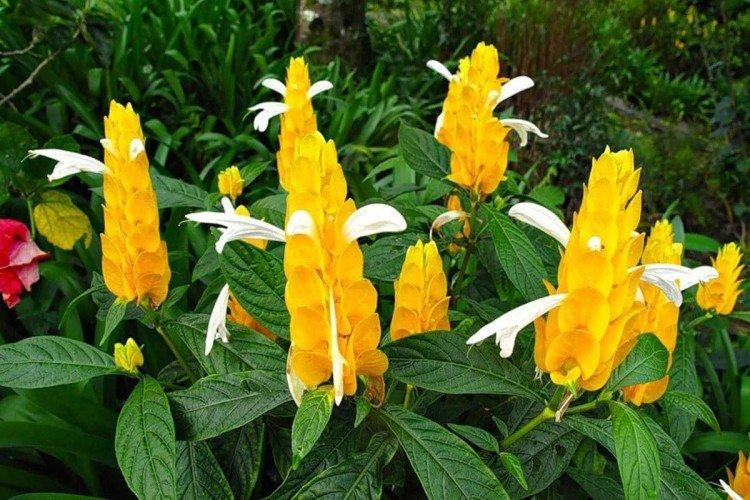 Пахистахис