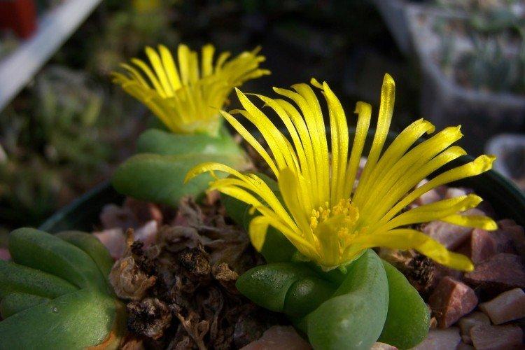 Глоттифиллум