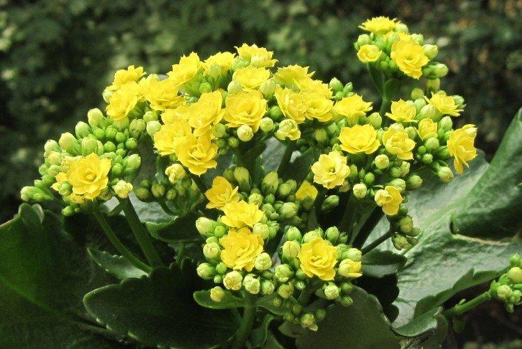 Каланхоэ Каландива