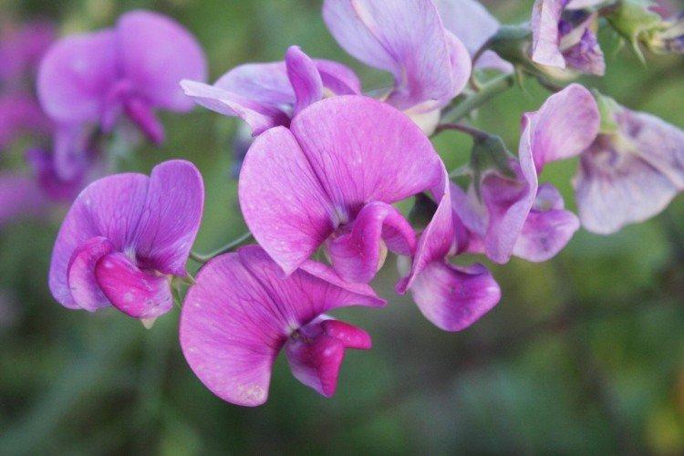 Душистый горошек