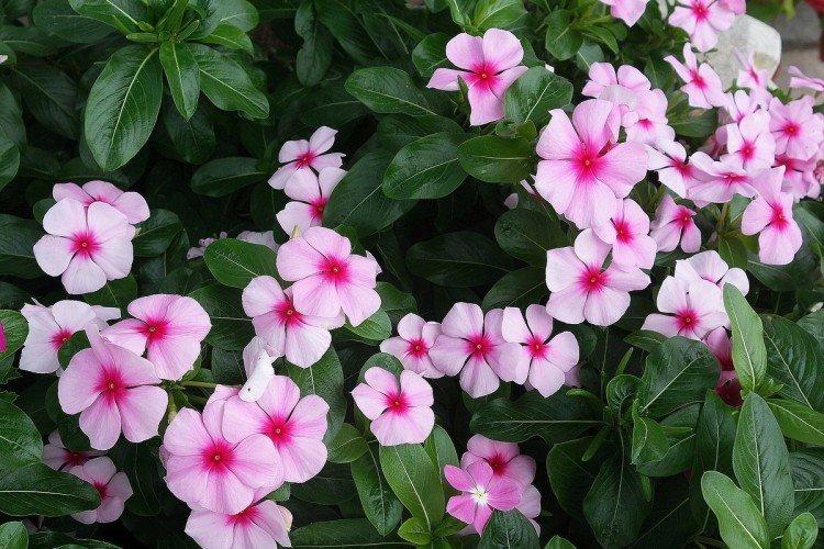 Катарантус