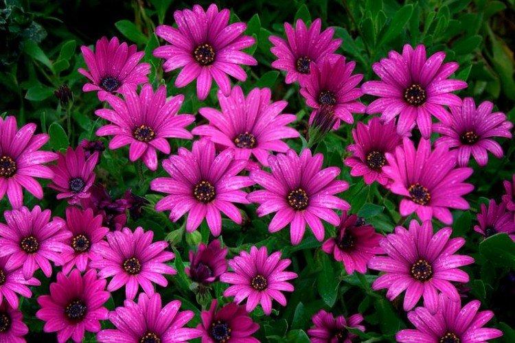 Остеоспермум