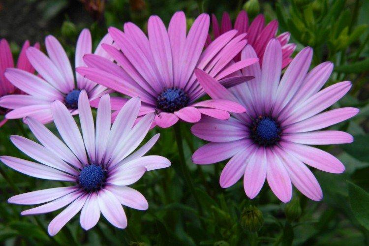 Диморфотека