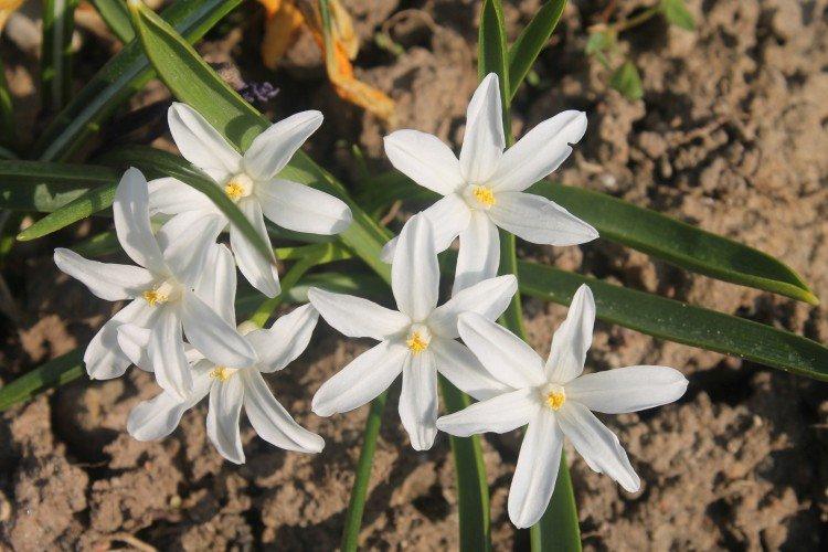 Хионодоксы