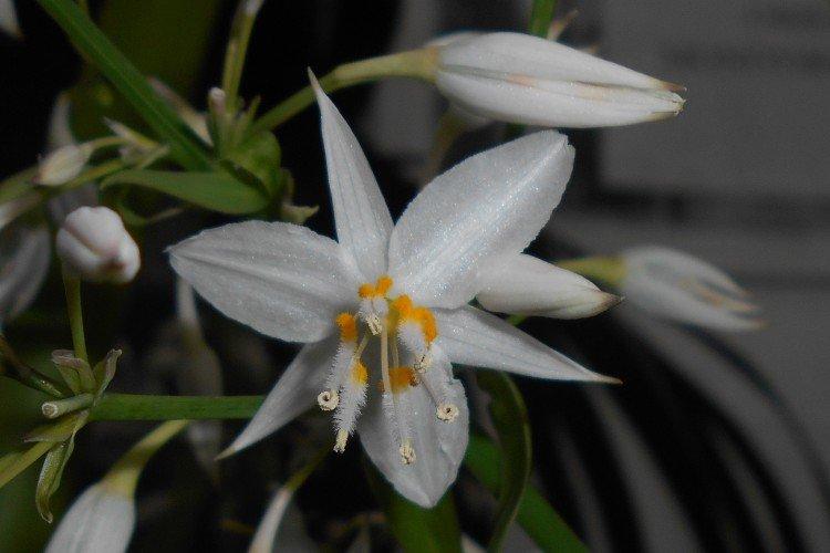 Артроподиум