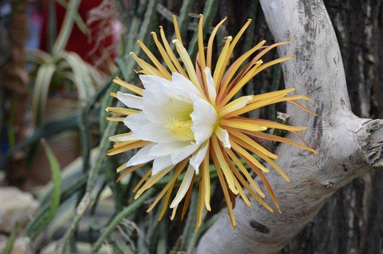 Селеницереус