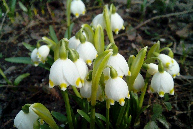 Белоцветник