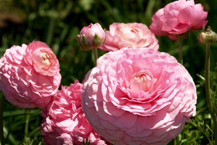 Общая характеристика