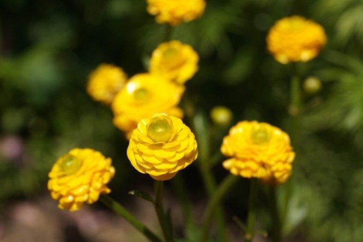 Удобрения и подкормка