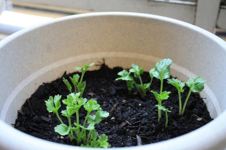 Посадка и размножение лютиков