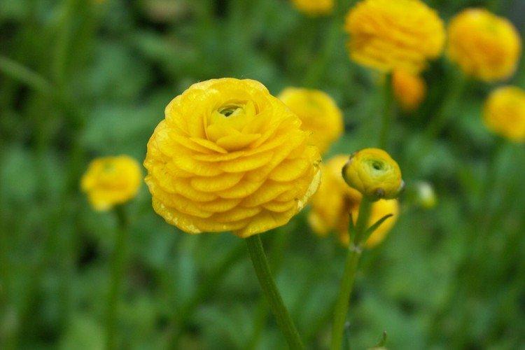 Лютики – фото