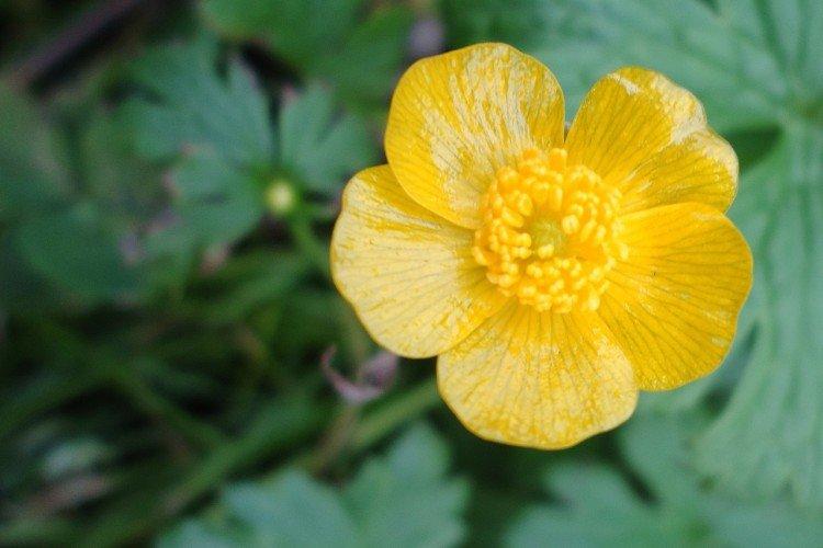 Лютики – фото