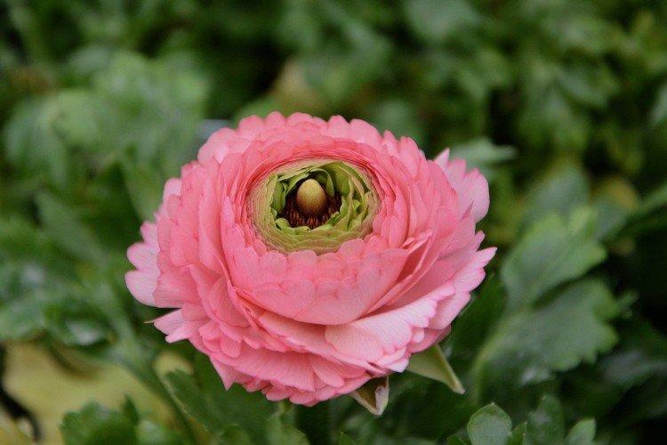 Лютики – фото