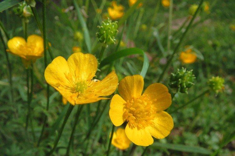 Лютики – фото