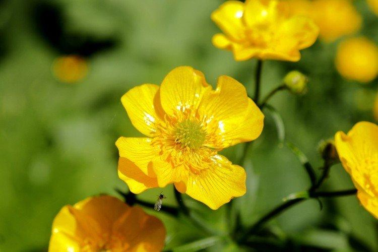 Многоцветковый лютик