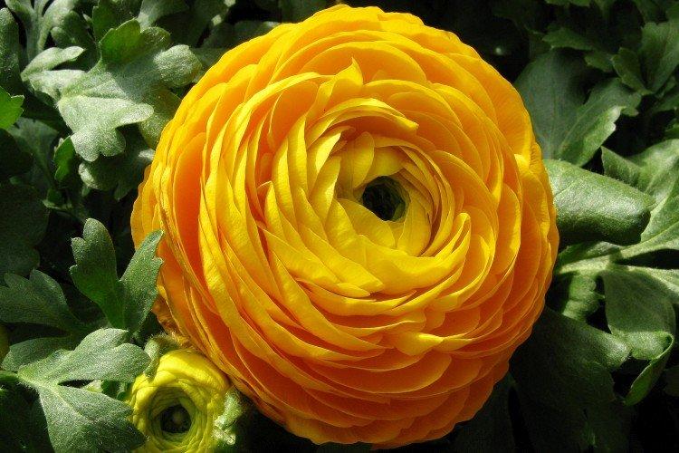 Лютики – фото