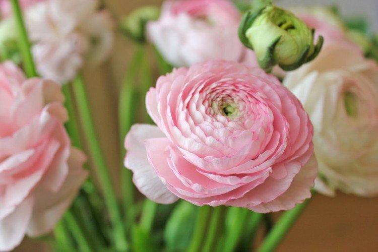 Лютики – фото