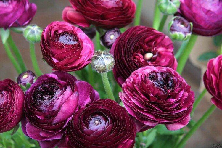 Лютики – фото