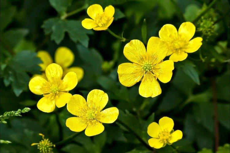 Лютики – фото